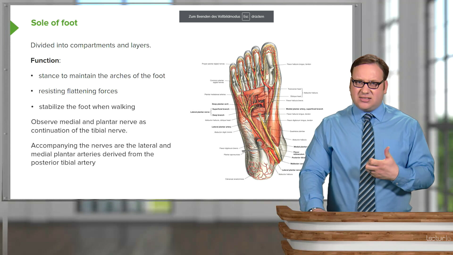 Lecturio's Anatomy Course with Prof. Pickering